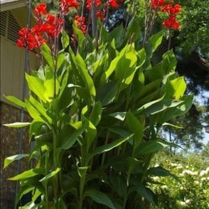 Canna Lilly seeds (10ct)